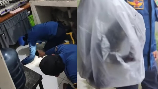 Viral Petugas Damkar Tangkap Kodok Bangkong yang Dilaporkan Warga Ngumpet di Dapur